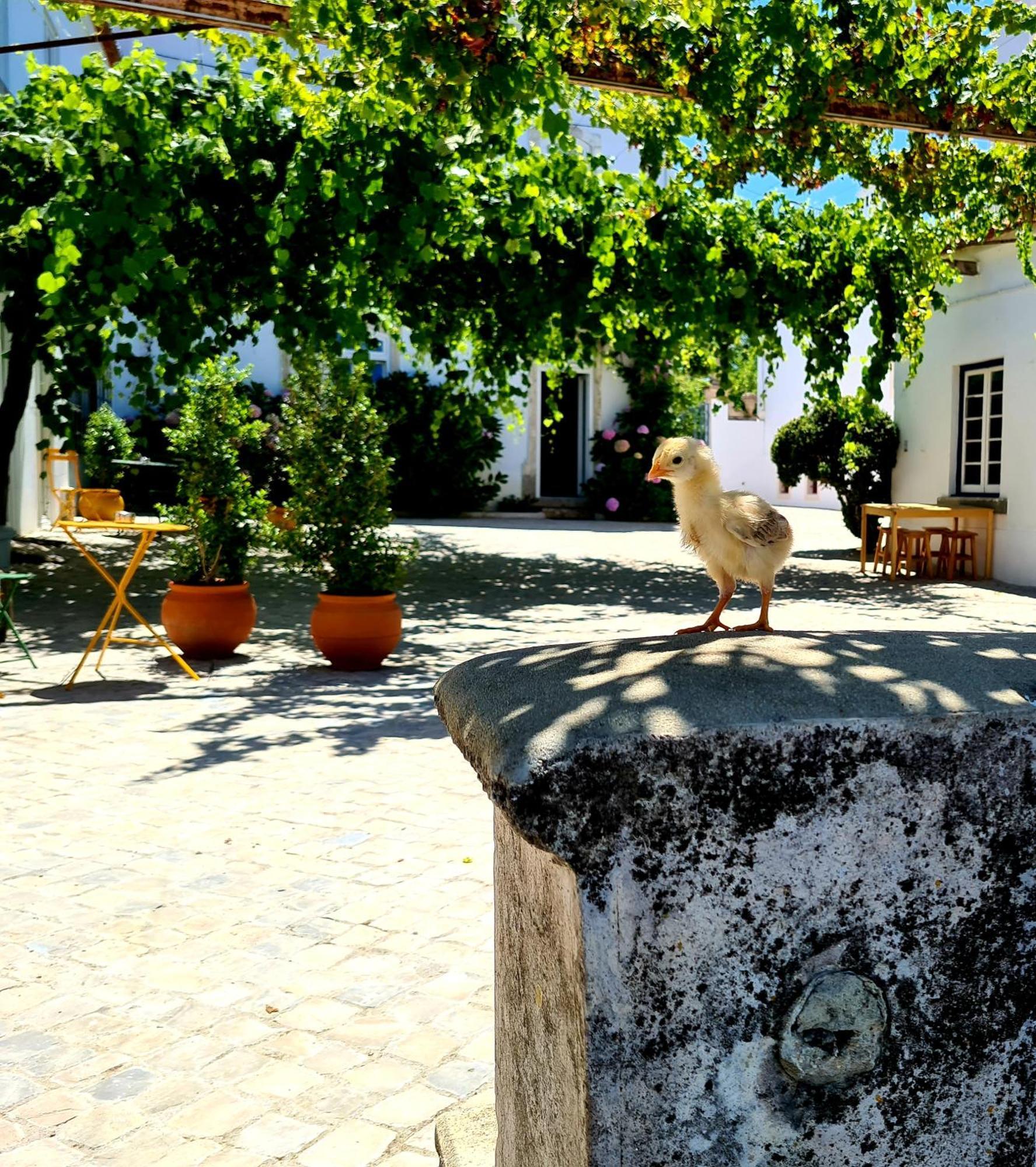 Oryza Guest House& Suites Coimbra Ngoại thất bức ảnh
